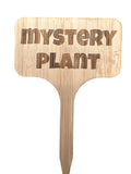 Mystery plant