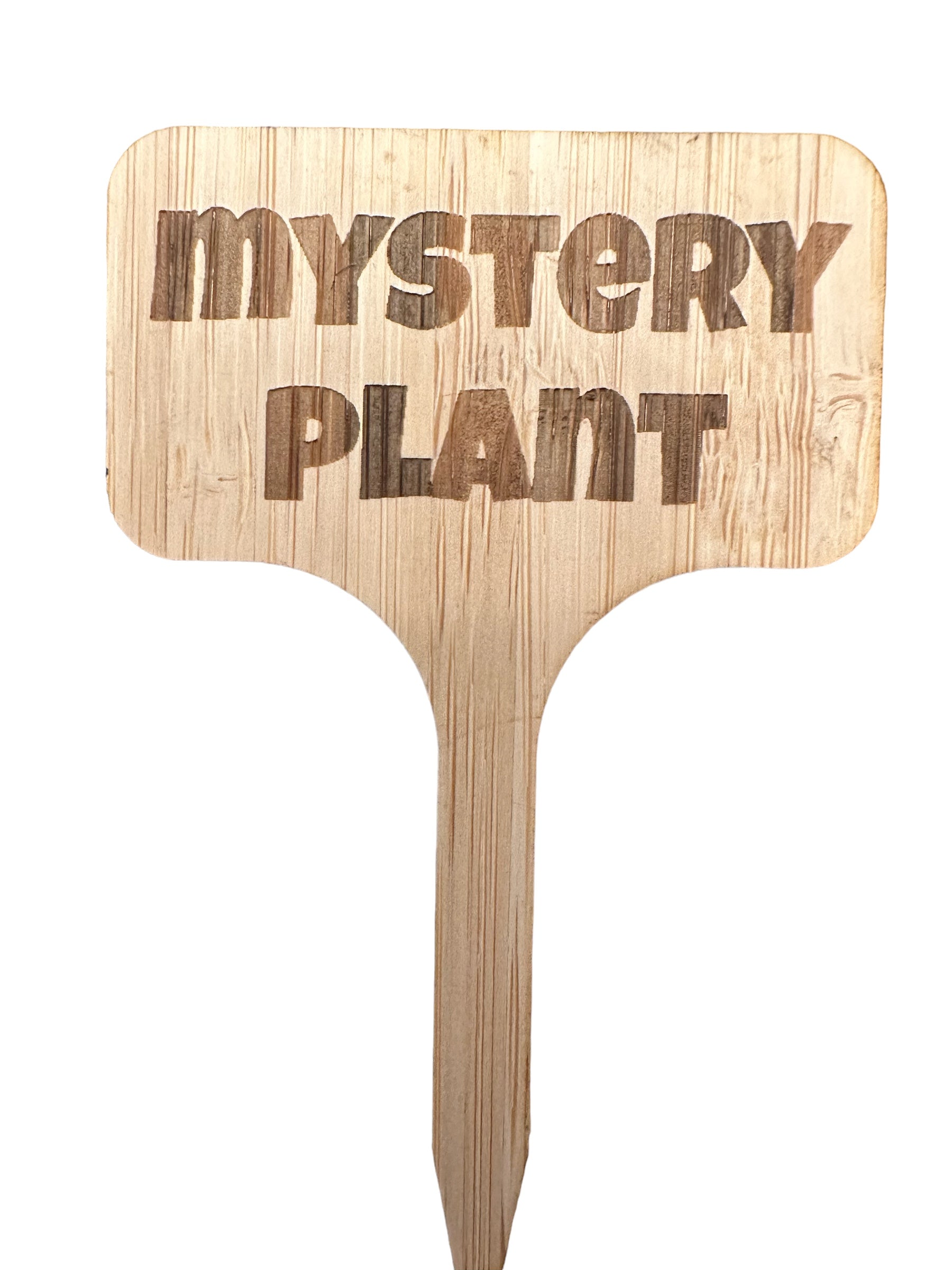 Mystery plant